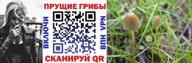 закладка  Суворов  Галлюциногенные грибы GOLDEN TEACHER 